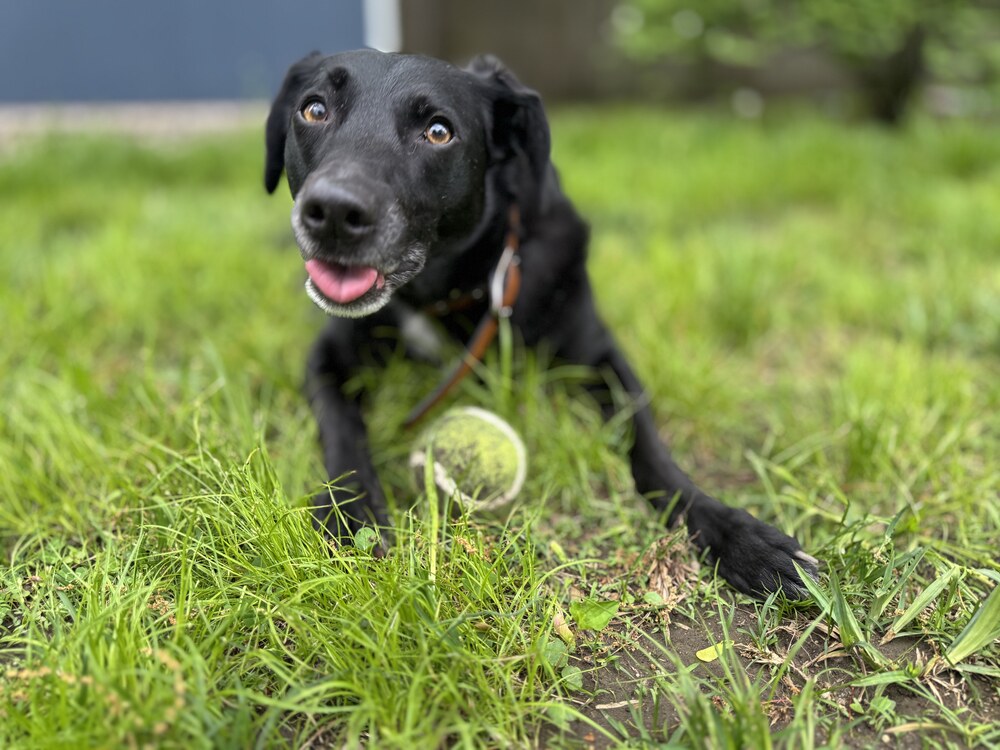 Zelda the dog