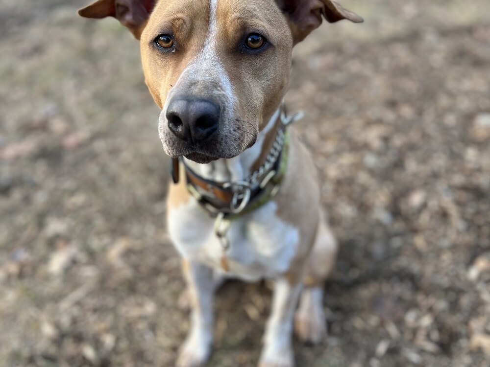 Ziggy the dog