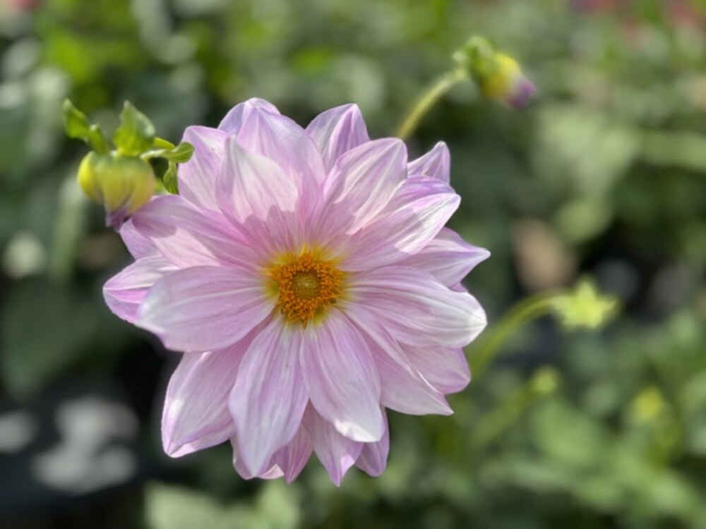 Dahlia photo