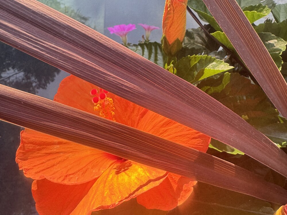 Hibiscus photo