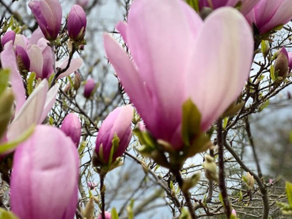 Magnolia photo
